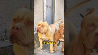 Pitbull Vs Kangal😱 [upl. by Geoffrey]