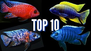 My Top 10 Favorite Peacock Cichlids [upl. by Graham121]