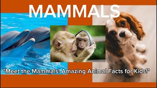 Meet the Mammals Amazing Animal Facts for Kids [upl. by Somar]