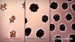 How We Get Our Skin Color  HHMI BioInteractive Video [upl. by Adams806]