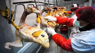 Amazing Goose Farming Technology Produces Meat and Foie Gras 🦢  Foie Gras processing in Factory [upl. by Ferdy]