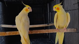 Inside the Aviary  Day 11  Cockatiel male found his partner  Addition of Female Cockatiel [upl. by Zelle]