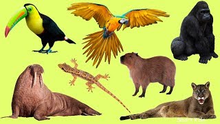 Learn Names and Sound Wild Animals part 2 for Kids in English [upl. by Zaccaria]