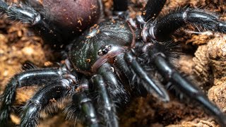 Macrothele calpeiana feeding Its been a while Well ages [upl. by Devondra]