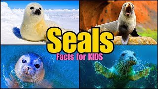 Learn All About Seals Facts for Kids [upl. by Aniret]