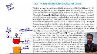 Part 10 Where are ATP and NADPH Used Class 11th Biology Ncert lines Photosynthesis in higher plant [upl. by Leakcim229]