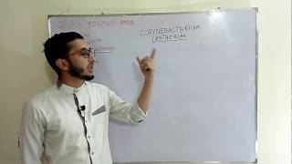 Corynebacterium Diphtheriae  Medical Microbiology Lecture in hindiurdu [upl. by Novak]