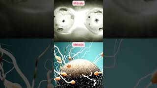 Mitosis vs Meiosis [upl. by Trebmer]