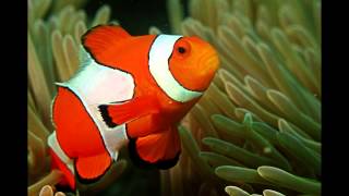 Focus on Species Clownfish aka anemonefish [upl. by Cristy]