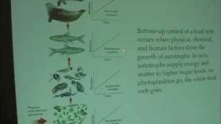 Ocean Food Webs  Bottom Up vs Top Down [upl. by Ayotyal]