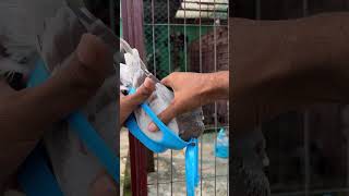 After The Treatment 🤫🤫🤫 merpati kalapati güvercin homingpigeon birds racingpigeon pigeon [upl. by Lowery]