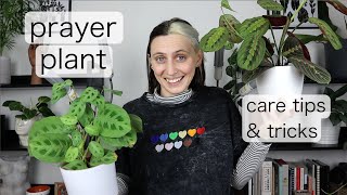 PRAYER PLANT CARE  Maranta Tips amp Tricks [upl. by Hastings]