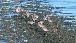 Eurasian Curlew Numenius arquata  Margarethapolder Netherlands 27102024 [upl. by Atiuqcaj]