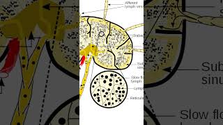 Lymph Nodes [upl. by Akcirderf]