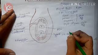 Post fertilisation changes in plants [upl. by Fi]