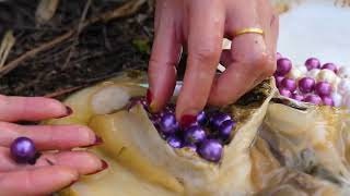 Purple pearls are amazing Such beautiful pearls can grow out of pearl oysters [upl. by Enaid101]