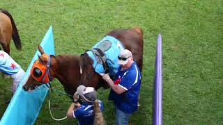 Innisfail 20240810 Race 4 [upl. by Trask]