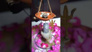 Waste Rangoli Flower Back Flow Dhoop 🌼🌸 shorts diy ytshorts craft homedecor CreativeShriya [upl. by Anitsuga]