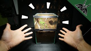 ULTIMATE FOSSORIAL TARANTULA ENCLOSURE [upl. by Farmer769]