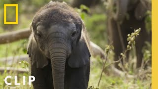 How Elephant Families Communicate and Bond  Secrets of the Elephants [upl. by Atilrac]