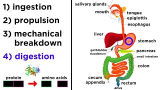 The Digestive System [upl. by Neerehs]