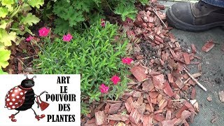 Tuto jardinage Dianthus deltoïdes œillet Taille et entretien Plante vivace [upl. by Dwayne]