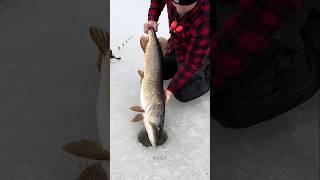 The truth about ice fishing 🐟 shorts ytshorts [upl. by Adiel]