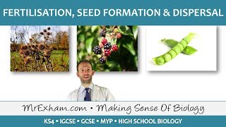 Plant reproduction  Fertilisation seed formation and dispersal  GCSE Biology 91 [upl. by Rosalie]