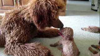 Red standard poodle puppies having fun playing [upl. by Maltzman]