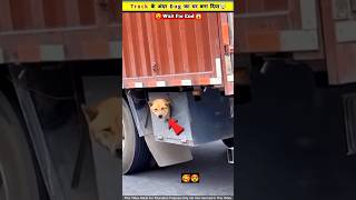 Truck 🚛 के अंदर ही dog का घर बना दिया 😱😲 [upl. by Azmah]