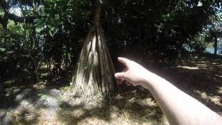 How do you remove bark from a tree log or bush pole [upl. by Lock]