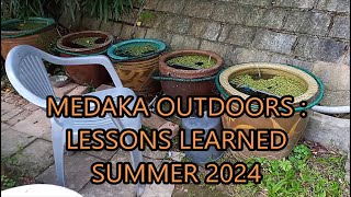 medaka rice fish outdoors  lessons learned summer 2024 [upl. by Wakeen932]