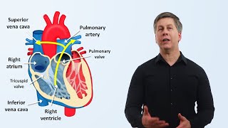 The Cardiovascular System An Overview [upl. by Salohcin]