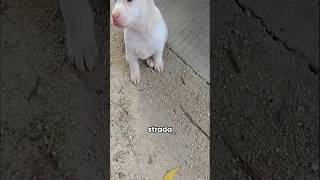 Trova un cagnolino mentre è in moto e😍🐶 [upl. by Atnohsal]