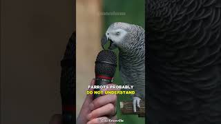 How Can Parrots Talk [upl. by Ariet]