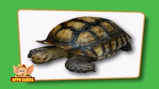 Flash cards for children  Reptiles [upl. by Thorne362]