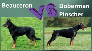 Beauceron VS Doberman Pinscher  Breed Comparison  Doberman Pinscher and Beauceron Differences [upl. by Aeriell175]