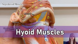 Hyoid muscles [upl. by Clough]