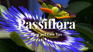 Passiflora Grow and Care Tips [upl. by Dahle315]