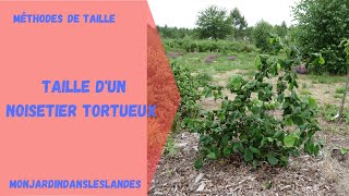 Taille de noisetier tortueux  Monjardindansleslandes [upl. by Kela]