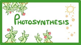 GCSE Biology  Photosynthesis 48 [upl. by Leinahtan67]