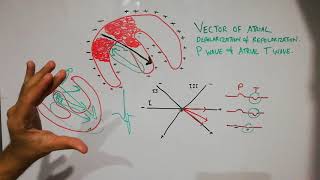 CVS physiology 31Vector of Pwave and atrial Twave  ECG interpretation made easy [upl. by Sibylla]