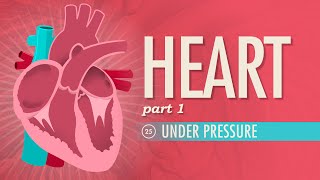 The Heart Part 1  Under Pressure Crash Course Anatomy amp Physiology 25 [upl. by Oicinoid]