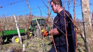 Weinreben werden im Frühjahr geschnitten [upl. by Rawna]