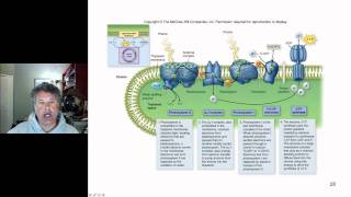 Cinelecture 51  Photosynthesis Light Dependent Reactions and Photophosphorylation [upl. by Pinchas]