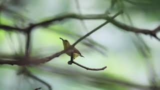 Olivebacked Sunbird Hovering [upl. by Nibot]