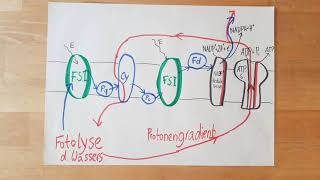 Fotosynthese einfach erklärt LichtreaktionPrimärreaktion [upl. by Bez341]