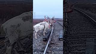 Nomads arctic reindeer herders nomadsofthefarnorthofyamal [upl. by Caspar]