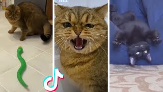 Funny amp Cute Cats Compilation TikTok shorts 😻 [upl. by Anyak]