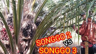 MEMANG BEDA  PERBANDINGAN PAKAI SONGGO 2 VS SONGGO 3 [upl. by Borchers]